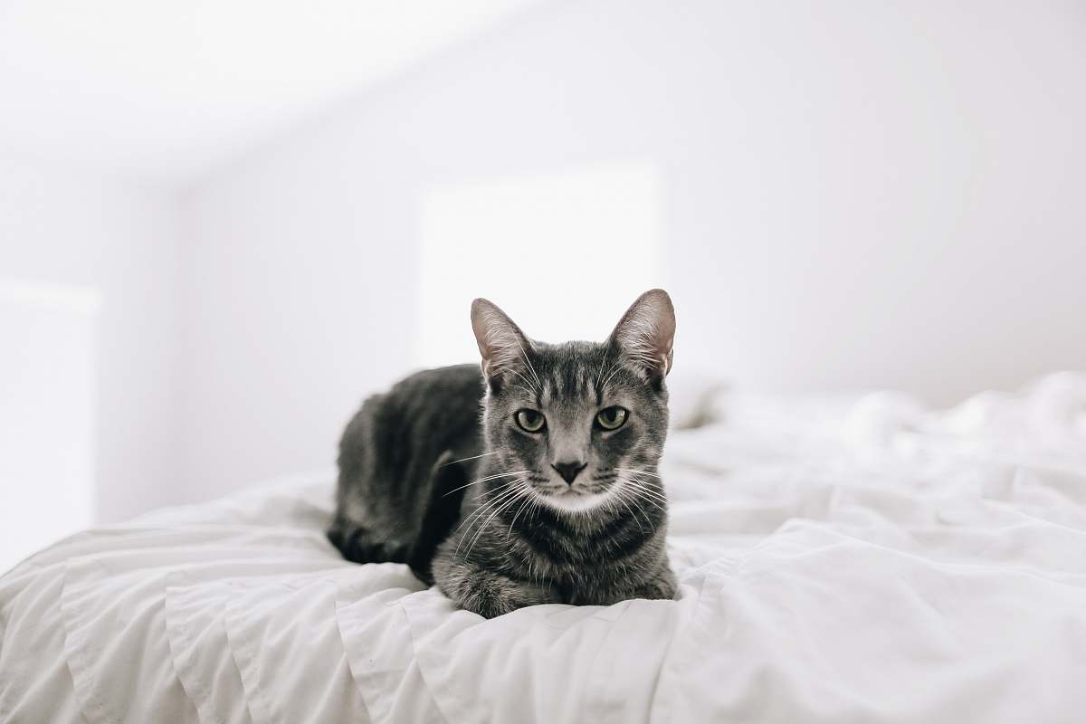 grey brown tabby cat on bed charlotte